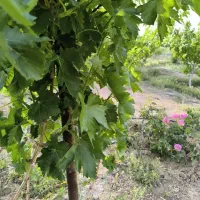 باغ-کهک