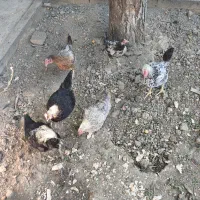 پنج مرغ دو جوجه خروس