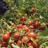 سرکارگری کشاورزی