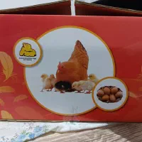 دستگاه جوجه کشی کاکس