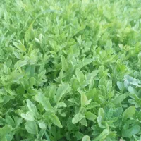 نشاع گوجه ارداق