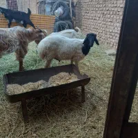 بره نر