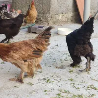 فوری فروش تعدادی مرغ وجوجه و جوجه مرغ