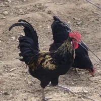 خروس مشکی طلایی