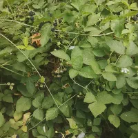 تمشک|خوردنی و آشامیدنی|بروجرد, |دیوار