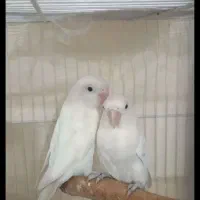 پرنده