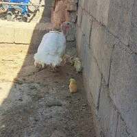 بوقلمون ماده