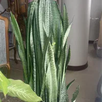 گیاه آپارتمانی
