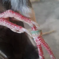 کفتر نروماده پرشی ضمانتی نشون دار