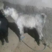 یک راس بزغاله نر