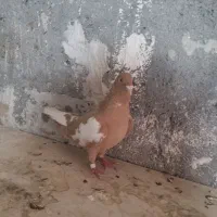 کفتر کبوتر