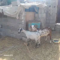 بز صلاله