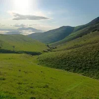 یک راس گاو تیلسه ۷ماه قیمت۲۶۰ میلیون