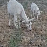 کولار سانن