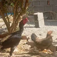 مرغ خروس