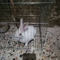 خرگوش چشم شرابی سفید،قیمت توافقی