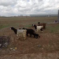 5راس بز جوان با بزغاله