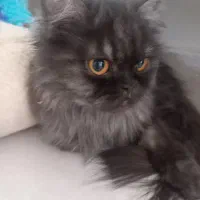 گربه پرشین ماده