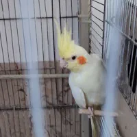 عروس هلندی بالغ جوجه داده
