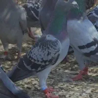 پلاکی