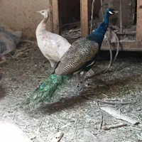 یه جفت طاووس