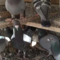 کبوتر پلاکی