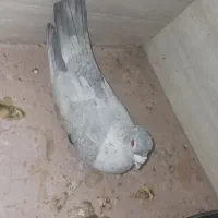 کبوتر الماسی نوک ریز