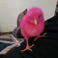 مرغ زنده