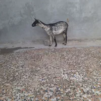 بز صلاله