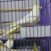 عروس هلندی لوتینو اماده