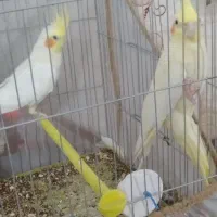 عروس هلندی نرومادع