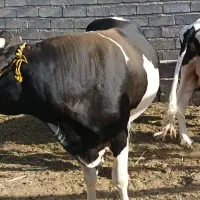 تعداد 2عدد گاو چاق