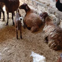 پونزده عدد میش گله گرد