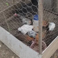 فروش مرغ و خروس و جوجه