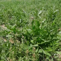 کاکوتی، کاسنی، بومادران، گزنه و شاتره