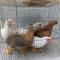 مرغ و خروس