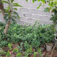 فروش کامیس یاس هلندی یوکا سانسورها پالم