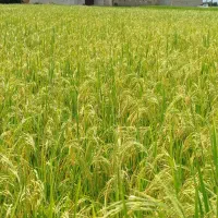 عرضه مستقیم برنج ایرانی