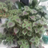 فروش گل مخمل