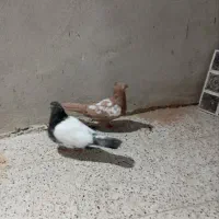یک جفت کفتر ماده کله دمب نر سینه زرد