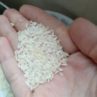 برنج هاشمی لاشه