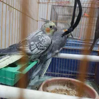 عروس هلندی