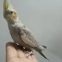 جوجه   عروس  هلندی     نرم خور
