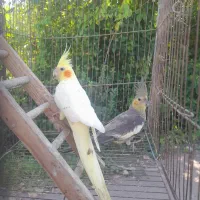 طوطی عروس هلندی