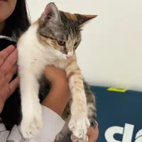 گربه|گربه|کیش, |دیوار