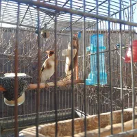سهره نر بهاره