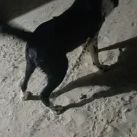 سگ قدر جونی