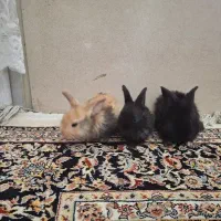 خرگوش لوپ