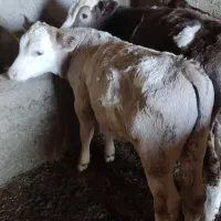 گوساله