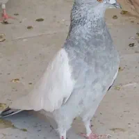 کفتر رنگی